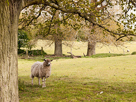 绵羊,荫凉,树,绿色,地点,春天