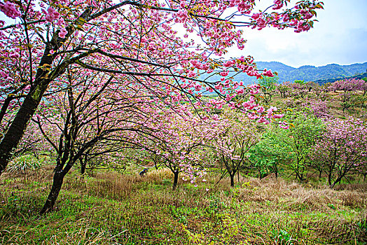 海曙,鄞江,山林,樱花,粉红,春色