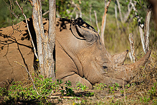雄性,白犀牛,莫西奥图尼亚国家公园,赞比亚,非洲
