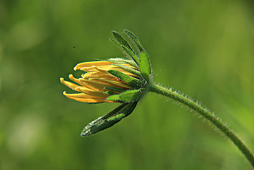 黑心菊,含苞欲放