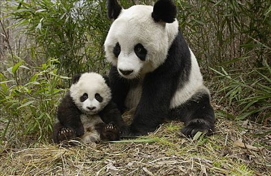 大熊猫,母亲,幼兽,中国,研究中心,卧龙自然保护区