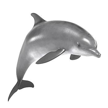 宽吻海豚拟人图片
