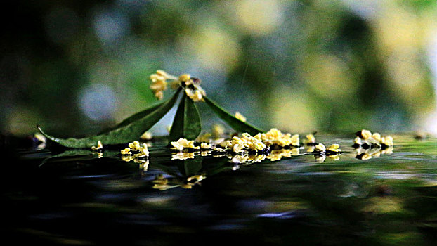 雨中凋落的桂花