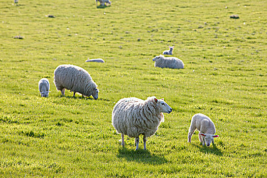 绵羊,地点,特色,英国,乡村,群山,西部,威尔特,英格兰