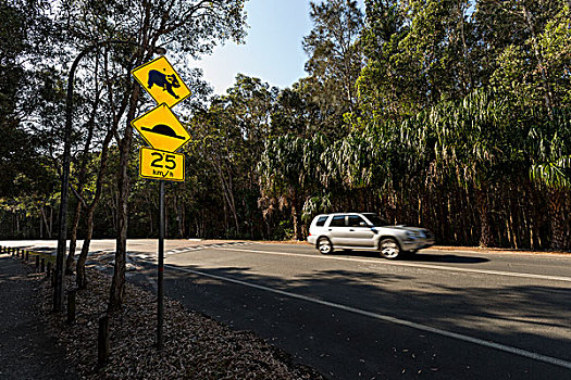 树袋熊,路标,警告,驾驶员,树林,澳大利亚
