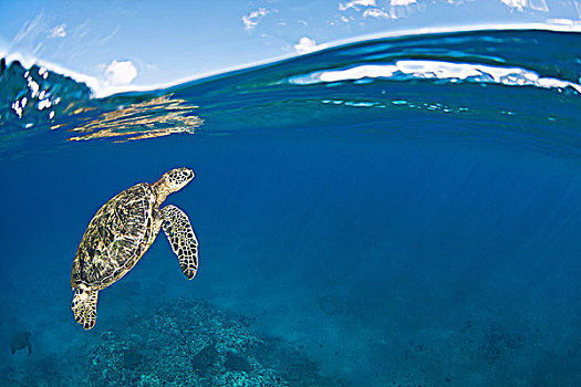 夏威夷,绿海龟,龟类,靠近,海洋,表面