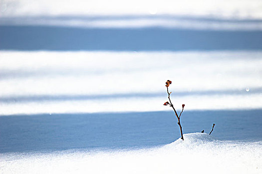 冬季,雪,影