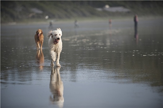 白色,狗,海滩