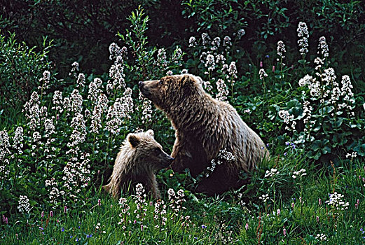 大灰熊,棕熊,幼兽,野花,德纳利国家公园和自然保护区,阿拉斯加,美国