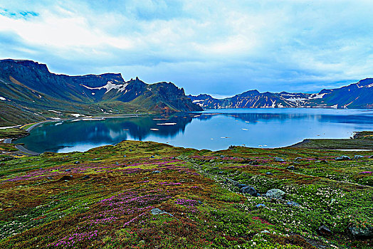 长白山天池高山花卉