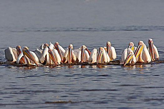 白鹈鹕,成群,捕鱼,纳库鲁湖,纳库鲁湖国家公园,肯尼亚