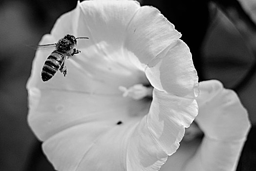 蜜蜂,接近,白花