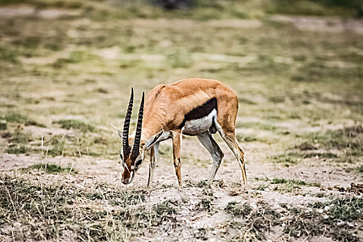 坦桑尼亚塞伦盖蒂草原葛氏瞪羚生态环境