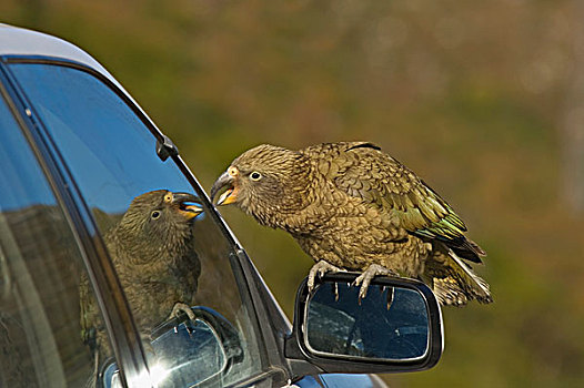 食肉鹦鹉,成年,栖息,翼,镜子,南阿尔卑斯山,南岛,新西兰