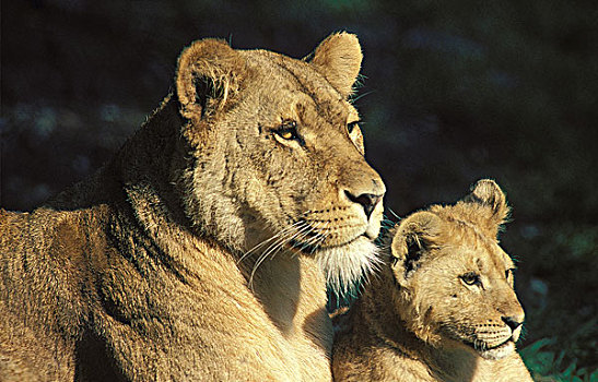 非洲狮,狮子,雌性,卧,幼兽