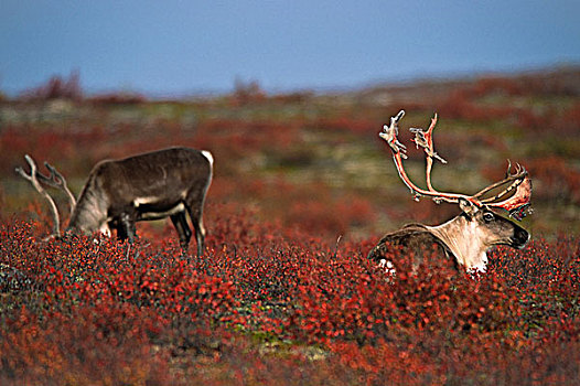 雄性动物,驯鹿属,天鹅绒,鹿角,秋天,苔原,靠近,白鲑,湖,加拿大西北地区,加拿大