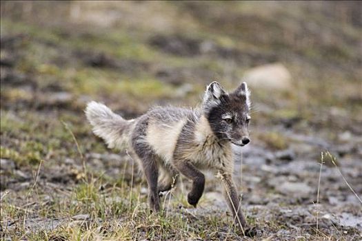 北极狐,白色,狐狸,雪,跑,夏天,外套,斯匹次卑尔根岛,挪威