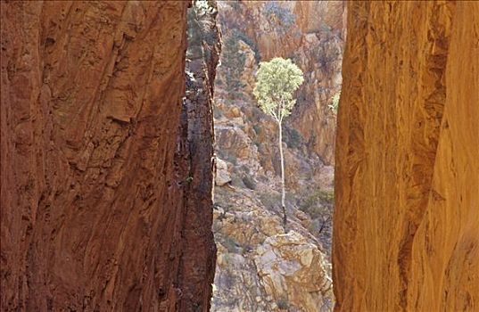 蜿蜒,峡谷,北领地州,澳大利亚
