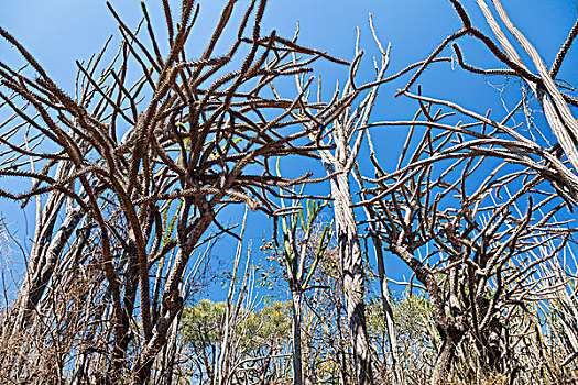 章鱼,树,树林,贝伦提保护区,马达加斯加