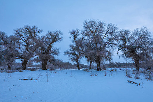 胡杨林,冬季,雪景