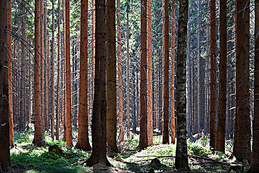 松树,针叶林,阳光,靠近,福格特兰,区域,萨克森,德国,欧洲