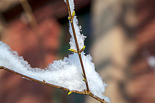 中国冬季白色的雪覆盖在树上