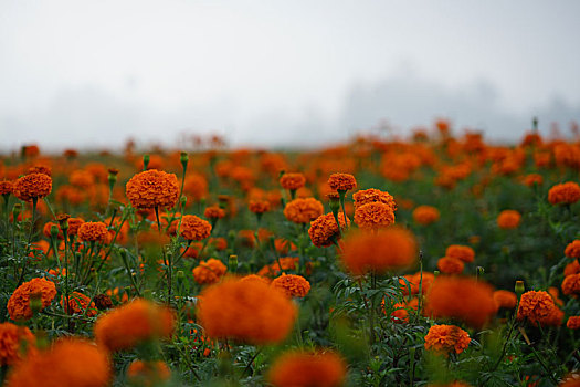 万寿菊花田