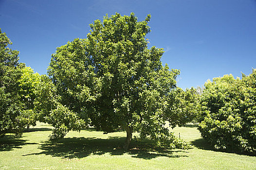 夏威夷,考艾岛,澳洲坚果,树