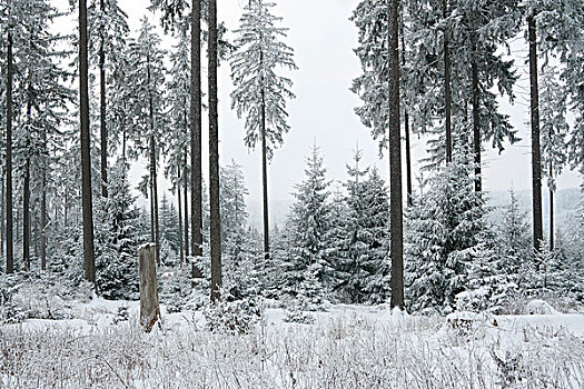 冬日树林,自然保护区,黑森州,德国,欧洲