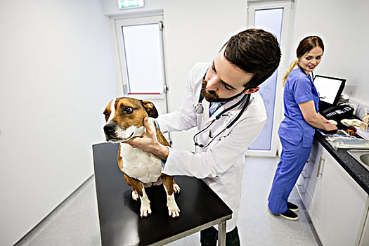 兽医,检查,狗,诊所