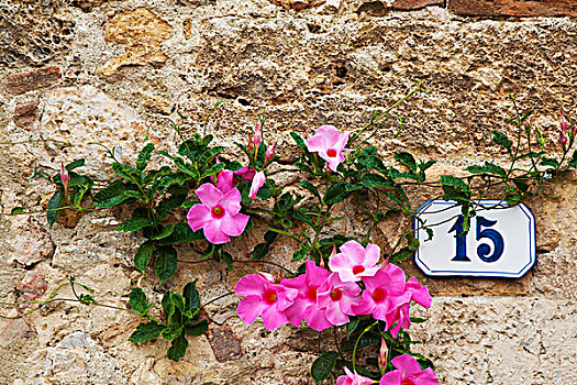 欧洲,意大利,花,围绕,街道,地址,老,墙壁