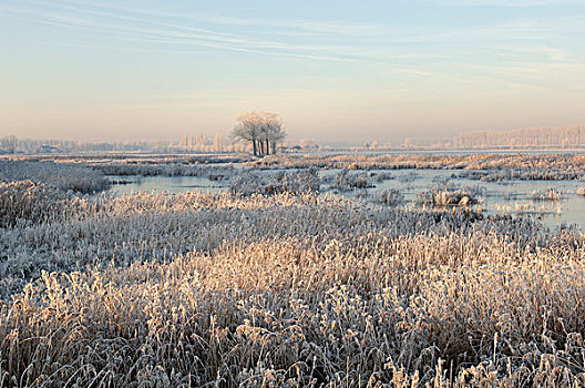冬天,湿地,风景,荷兰