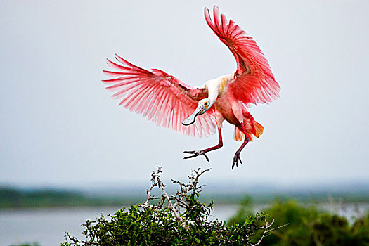 粉红琵鹭,德克萨斯,美国