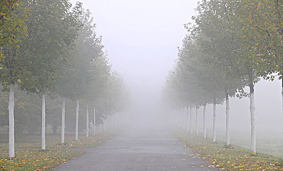 道路,雾,斯图加特,巴登符腾堡,德国,欧洲