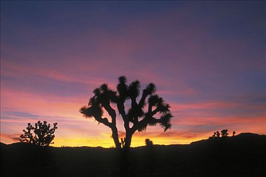 约书亚树,黎明,约书亚树国家公园,加利福尼亚,美国,短叶丝兰