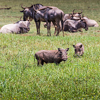 疣猪,靠近,水潭,塔兰吉雷国家公园,坦桑尼亚