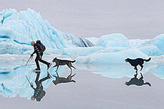 男人,滑冰,冰河,两只,狗,反射,纤细,层次,水,冰,冰山,背景,科尔多瓦,阿拉斯加,冬天