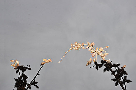 野草