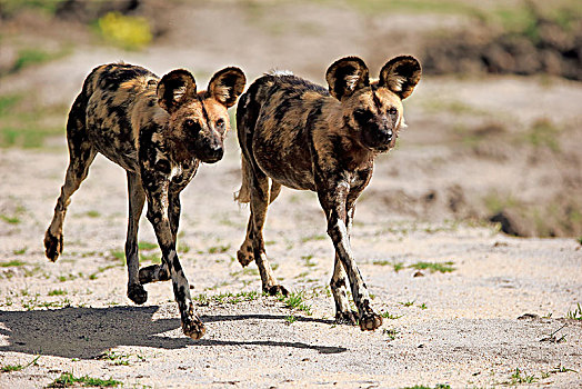 非洲野狗,非洲野犬属,猎捕,跑,交际,行为,沙子,禁猎区,克鲁格国家公园,南非,非洲