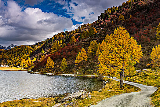 秋天,落叶松属植物,落叶松属,看,恩格达恩,瑞士,欧洲