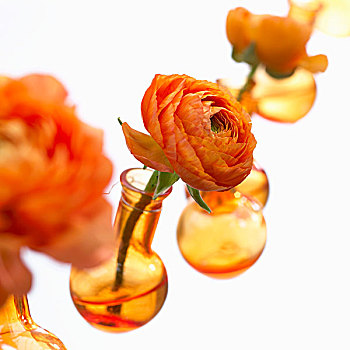 橙子,毛茛属植物,花瓶