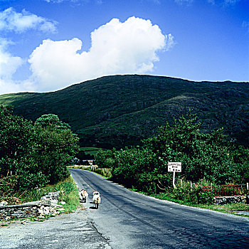 绵羊,乡间小路,康纳玛拉,戈尔韦郡,爱尔兰