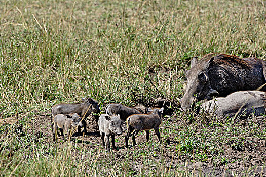 疣猪,马塞马拉野生动物保护区,肯尼亚