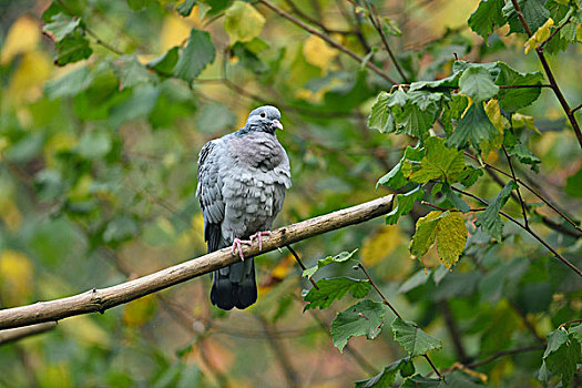 野生,鸽子,栖息,枝头,秋天,巴伐利亚森林国家公园,巴伐利亚,德国