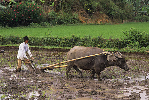印度尼西亚,苏门答腊岛,靠近,农民,耕作,地点,水,水牛