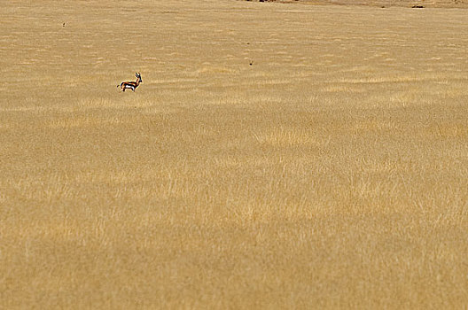 跳羚,纳米比亚