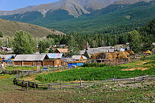 新疆喀纳斯景区白哈巴村风景