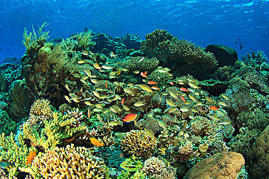 学校教育,鱼,质朴,浅,软珊瑚,礁石,岛屿,印度尼西亚