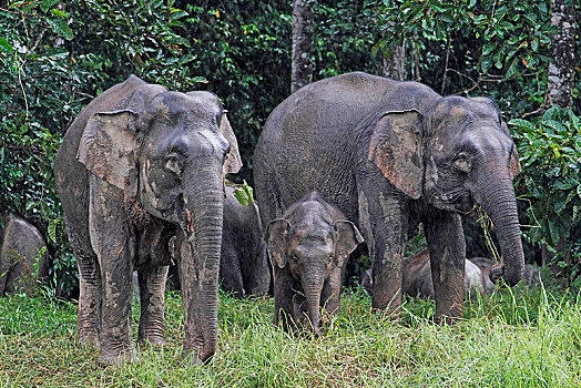 婆罗洲,俾格米人,大象,象属,小动物,雨林,沙巴,马来西亚,亚洲