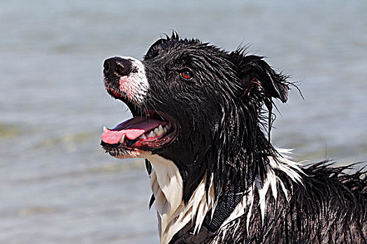 博德牧羊犬,湿,游泳,水中,肖像